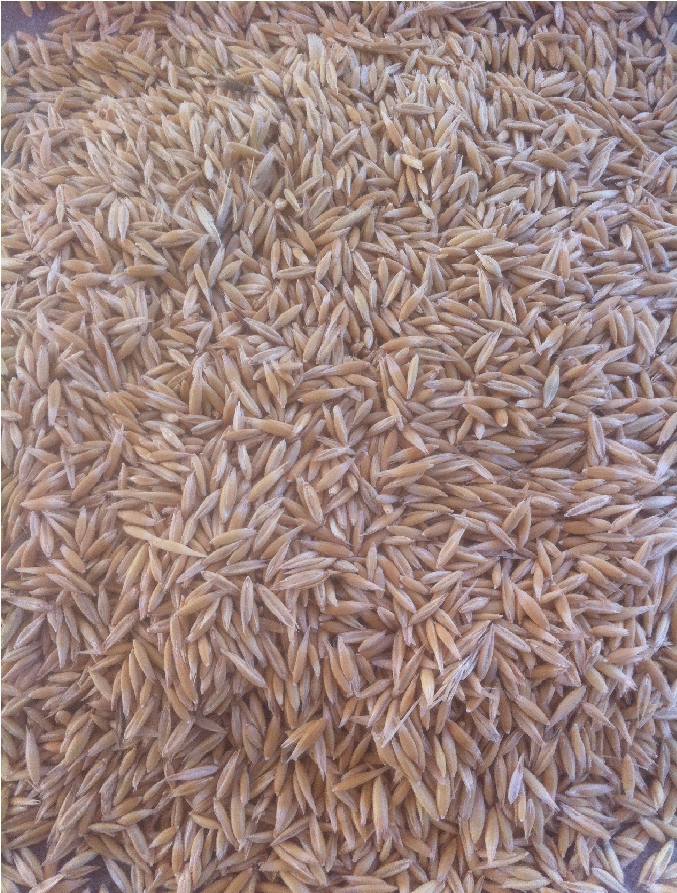Oats w/some barley, great sheep feed Grain & Seed Oats For